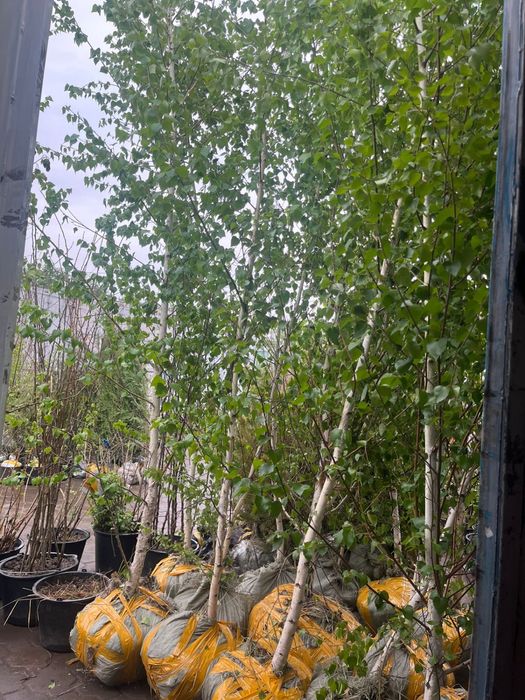 Берёза обыкновенная