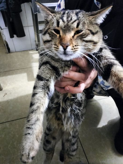 Mushuk sotiladi olmaydiganlar bezovta qilmangl ar