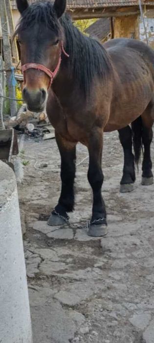 Vand 2 harmasari tineri.