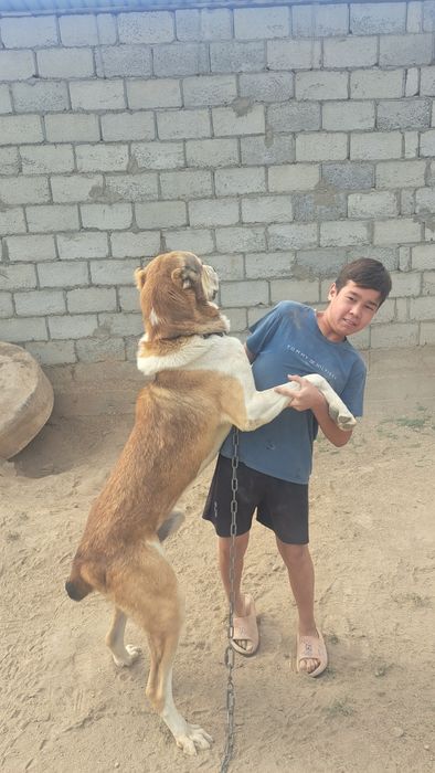 Алабай сатылады екі жаста