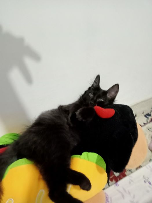 Мурка кот кот бесплатно