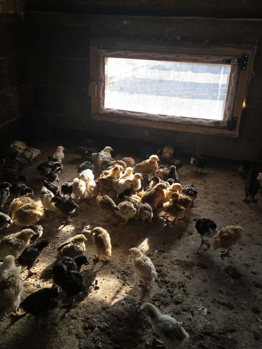 Pui de gaina disponibili