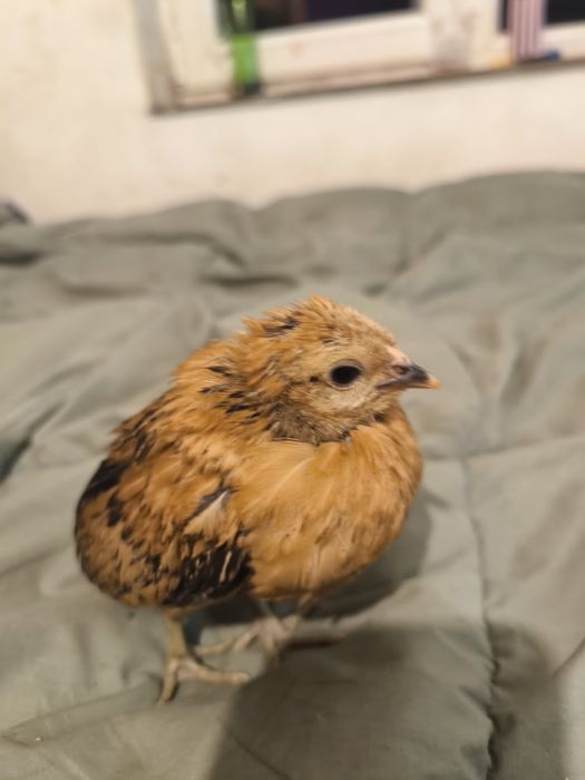 Araucana și barboase