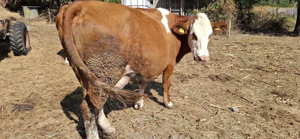 Vaca de vananzare