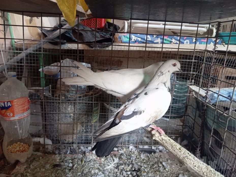 Sotiladi Toshkent shahar Bektemir tumani Qoʻyliq