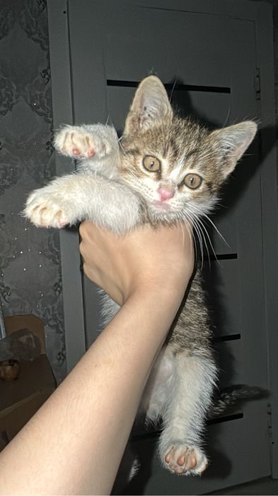 отдам котенка мальчик