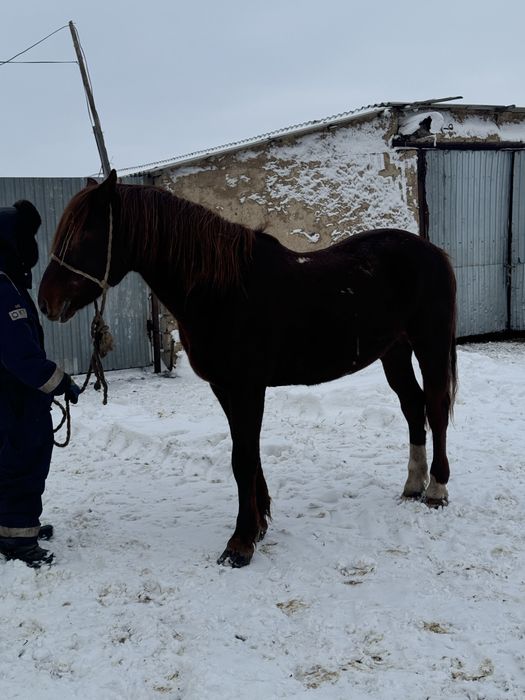 Айгыр сатылады Кушум