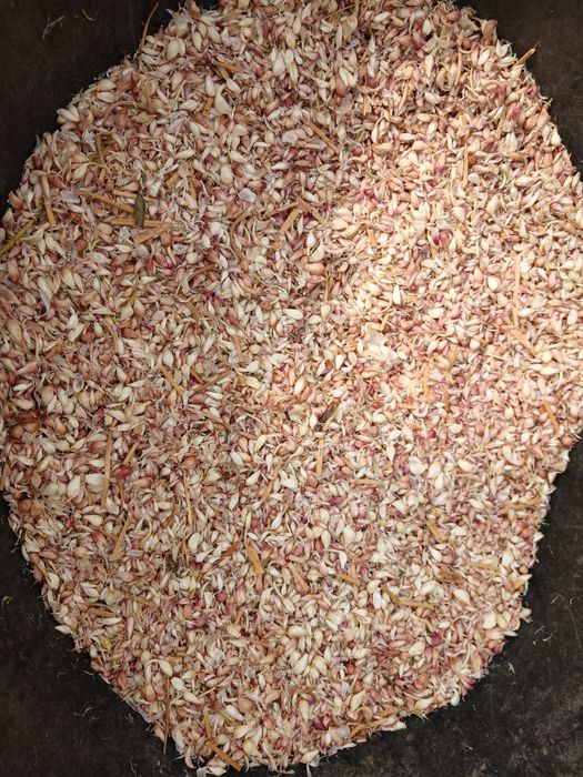 Vand samanta de usturoi