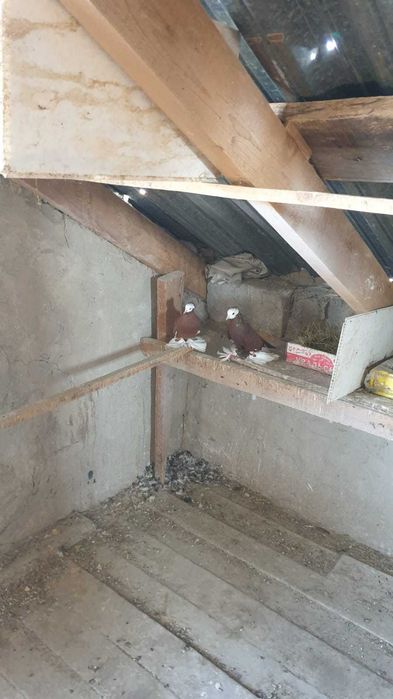 Продам голубей. Цена от 5 тыс и выше
