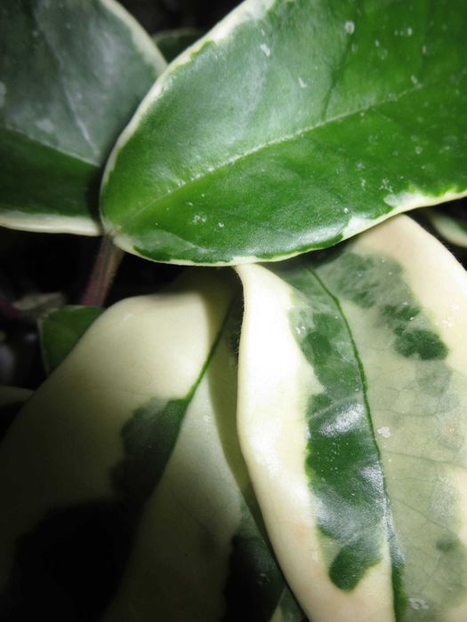 Мыльница Canon IXUS 255HS