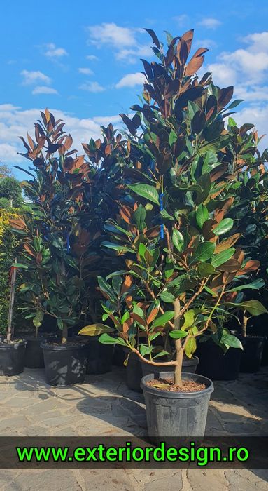 Chiparos Leylandii 1–4m ideal gard viu des, livrare rapidă + montaj