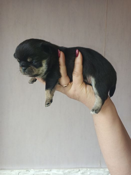 Мальчики и девочка чихуахуа