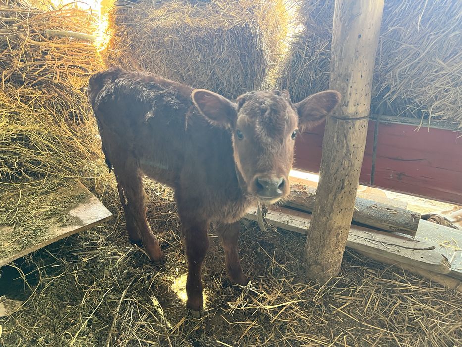 ona bola sigir sotiladi