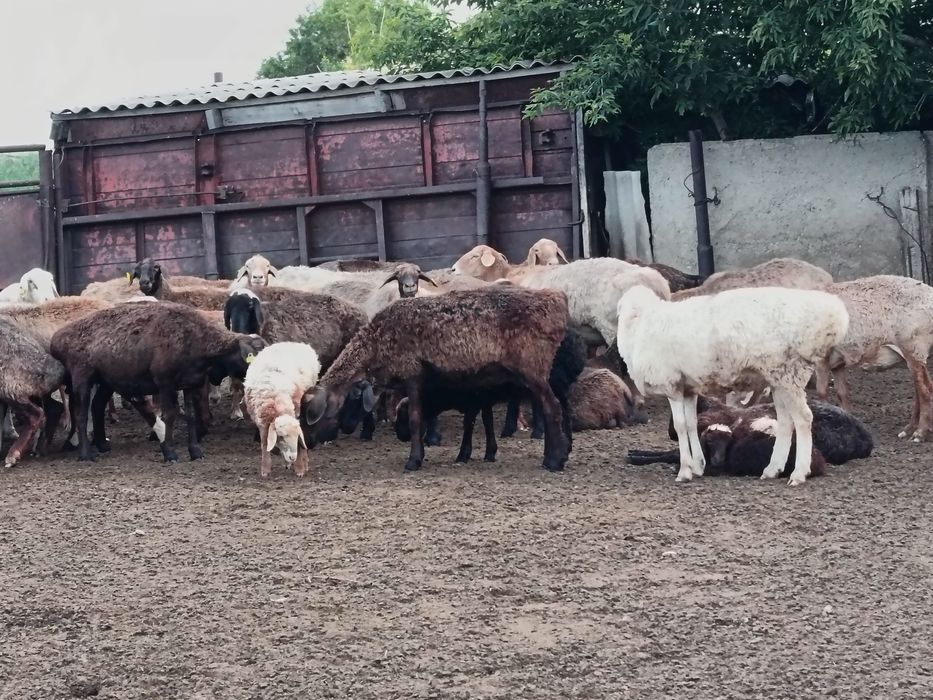 Продаются ярочки