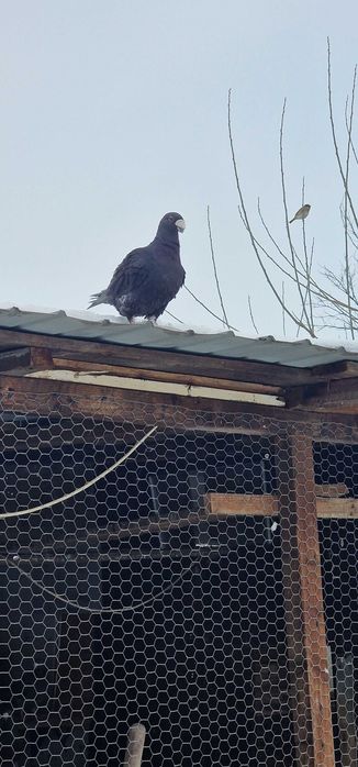 Vând voiajori germani