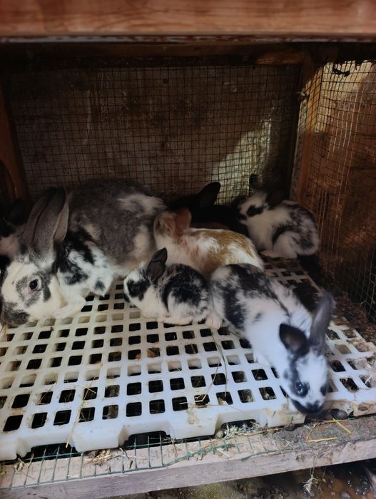 Ona + 7 ta bolasi sotiladi