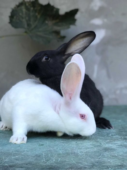 Iepuri Hycole Francez