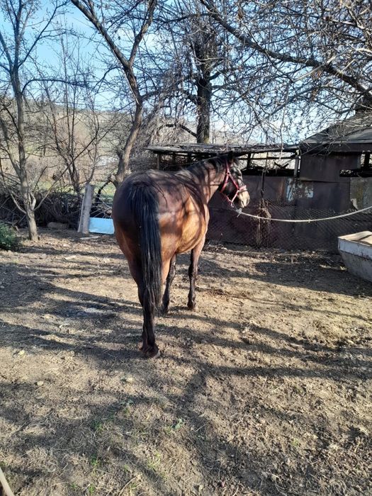 Пародам кабылу очень хорошая