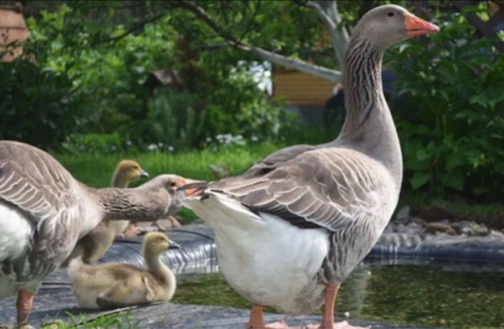 Boboci gâscă tolouse
