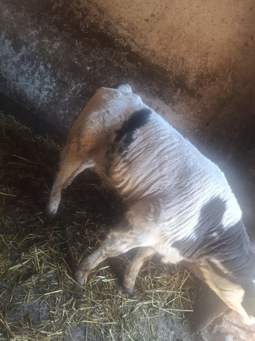 Vând vițel Belgian!