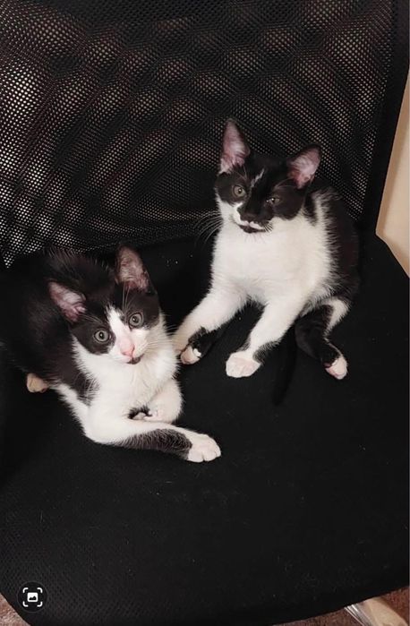 Doi pui de pisică își caută o familie