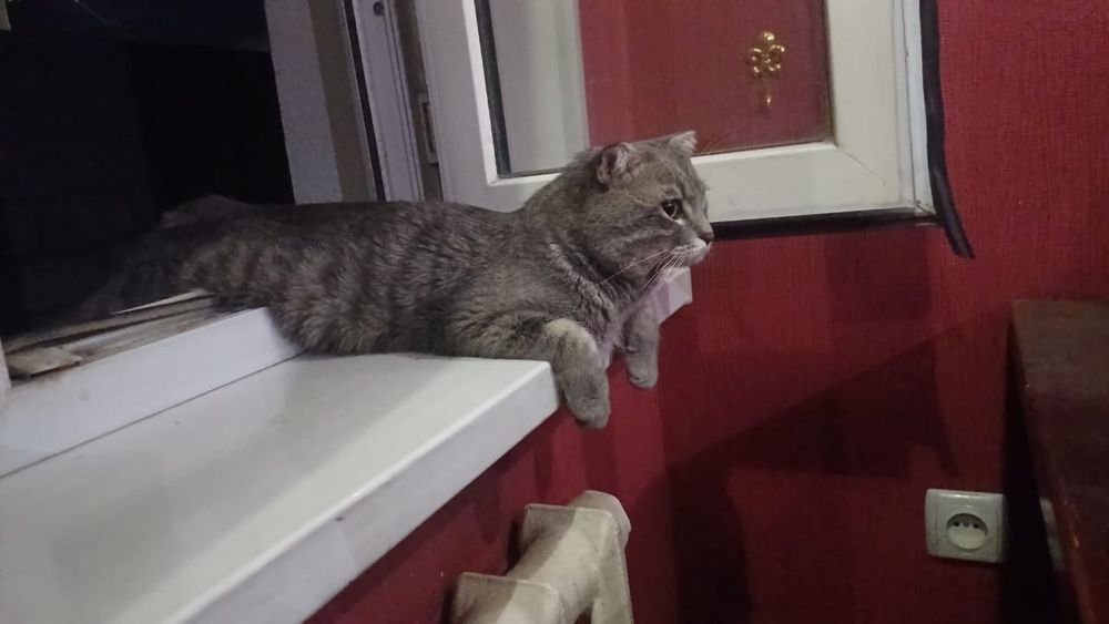 Продам вислоухий шотландец