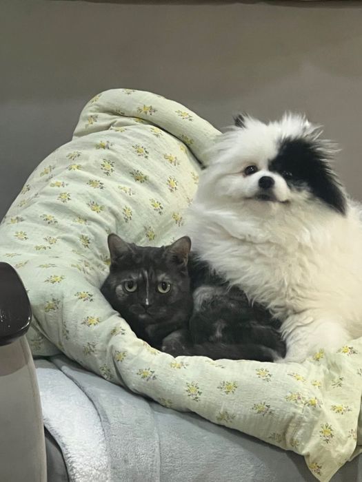 ПРОПАЛА КОШКА по кличке Буся