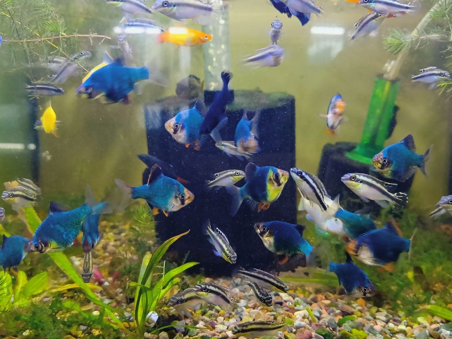 Рыбка Барбус мшистый