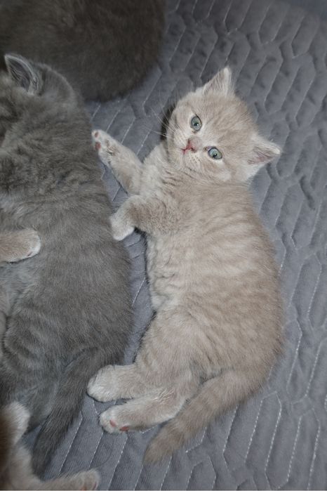 Британские котята ищут дом
