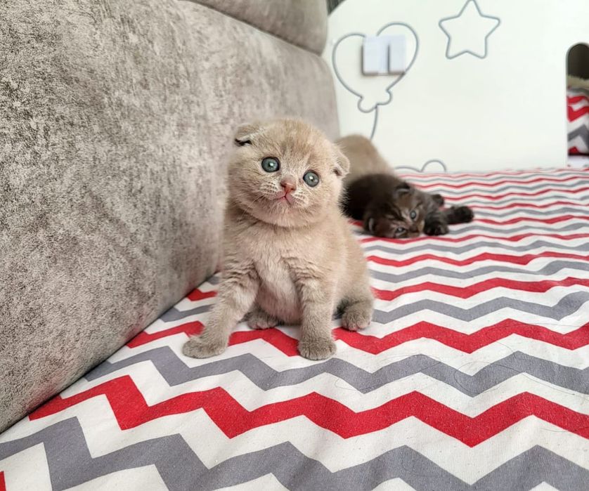 Элитные Шотландские Котята.