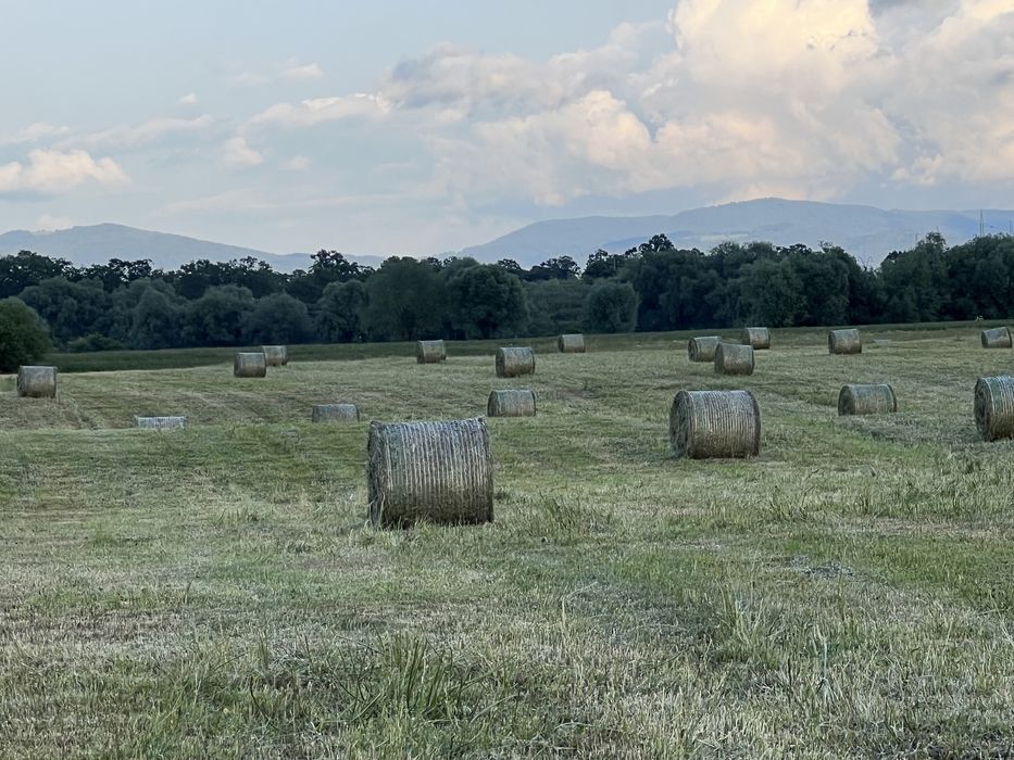 Baloti Lucerna Baloti rotunzi