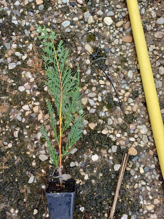 Leylandii pentru gard viu