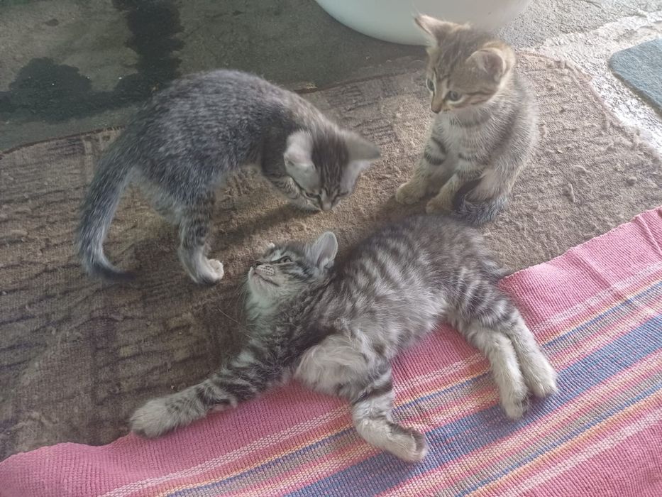 Отдам котят в добрые руки