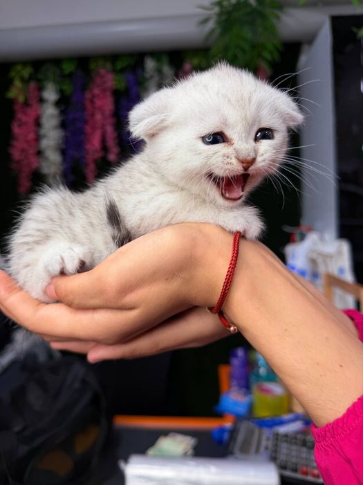Продаются котята.