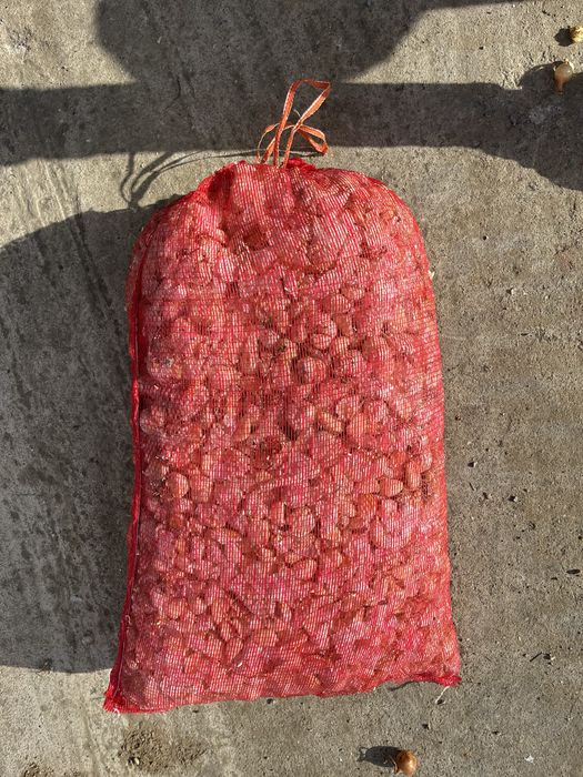 Vand catei de usturoi pentru pus