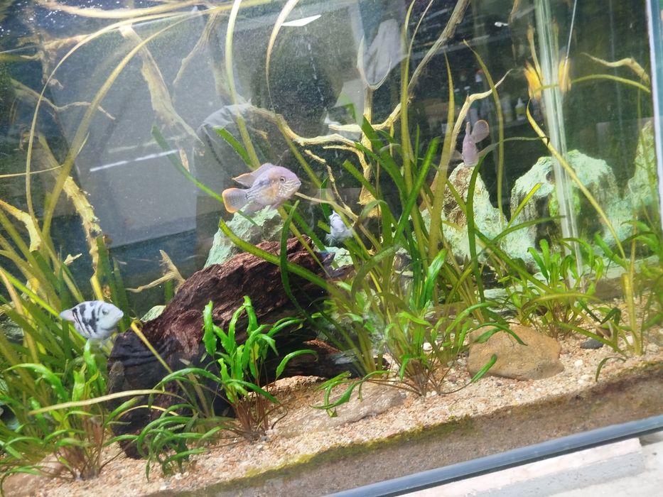 Акары бирюзовые 7-8 см