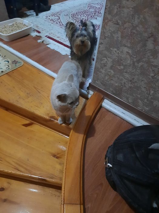 Продаются котята британцы