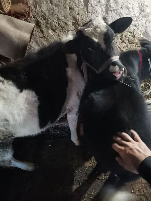 Она бола сигирлар сотилади