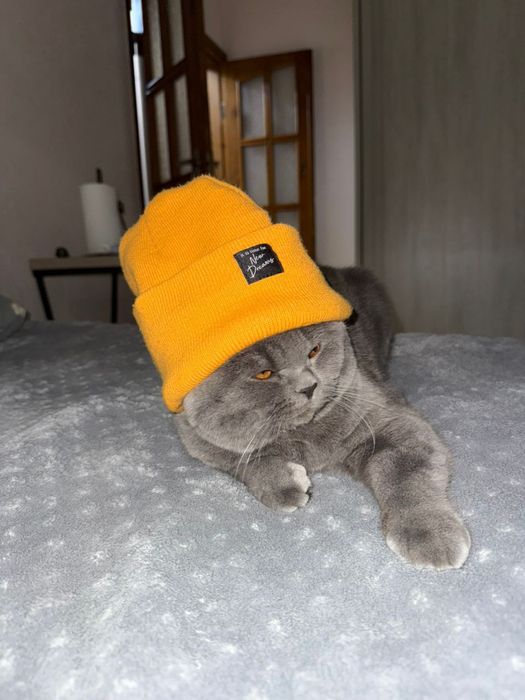 Вязка кота британской породы!