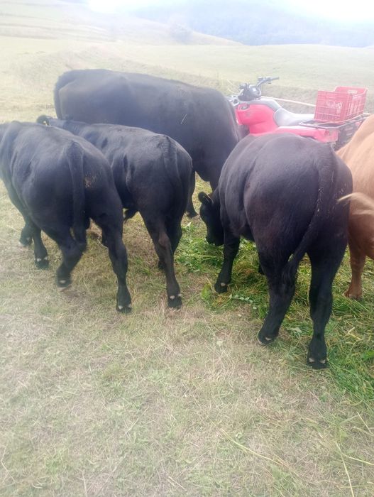 Tăurași Aberdeen Angus
