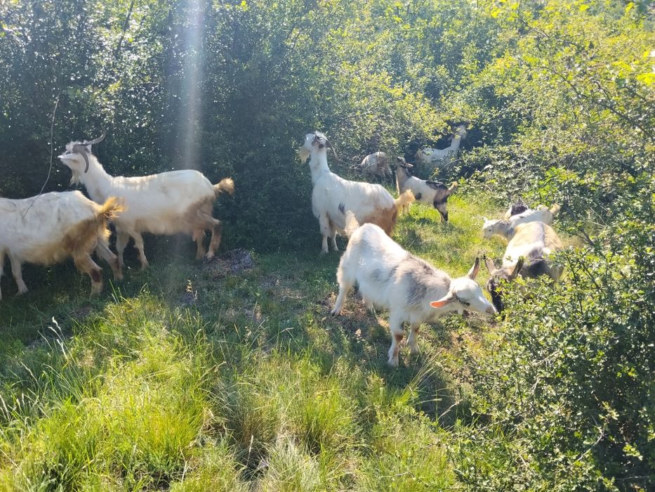 Văd capre bune de lapte