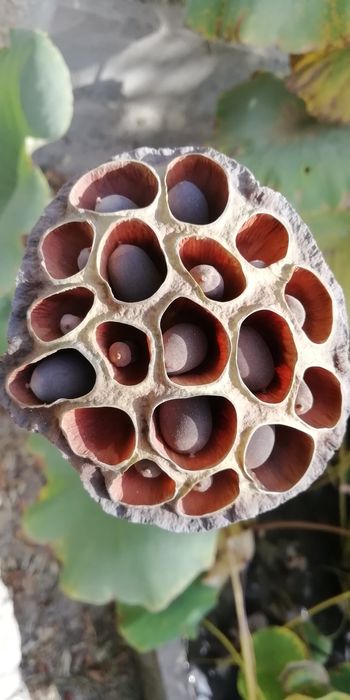 Вы хотите Лотосы   цветы