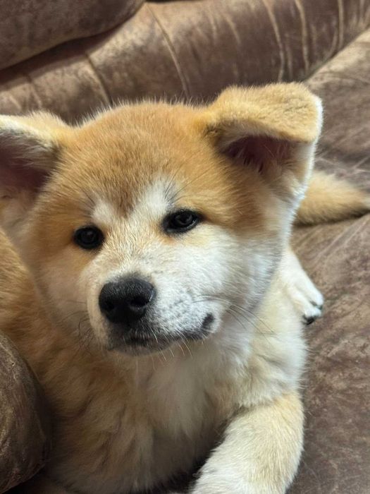 Акита Ину Родословие