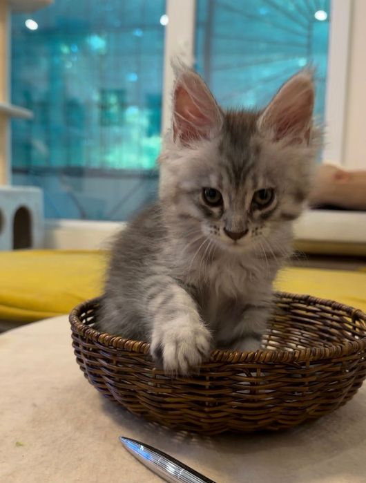 Котенца Мейн Кун с родословие