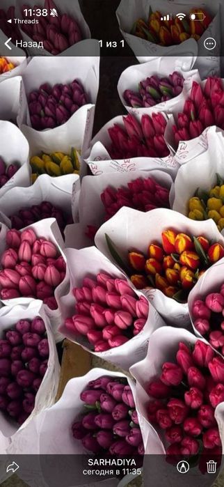 Голандские тюльпаны из парника