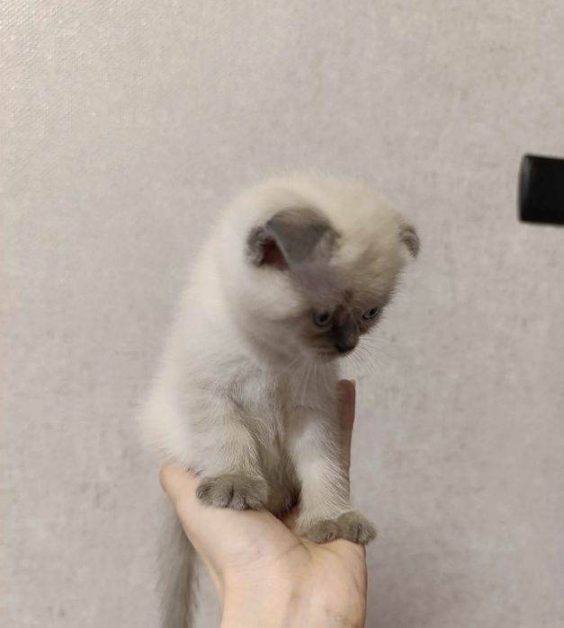 Британские котята