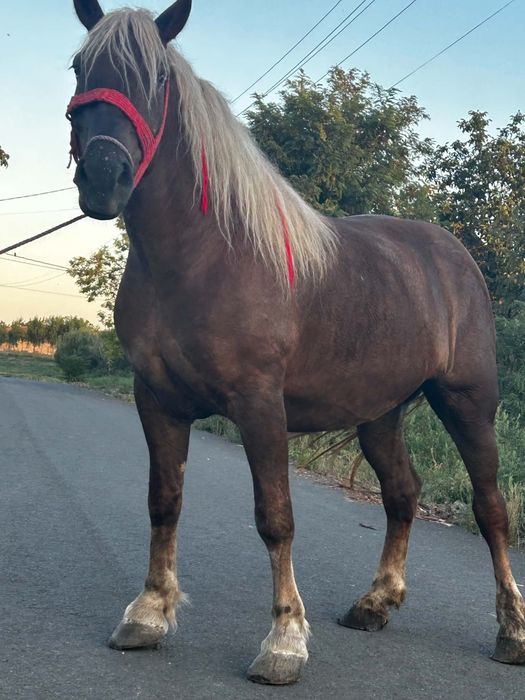 Vând sau schimb iapă
