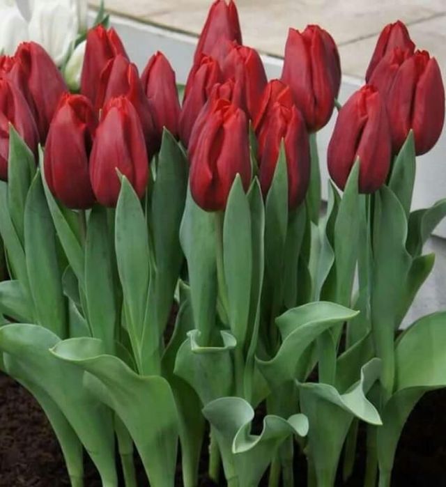 Тюльпаны оптом Алматы