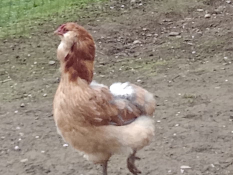 Ouă ptr incubat ,de găini araucana..