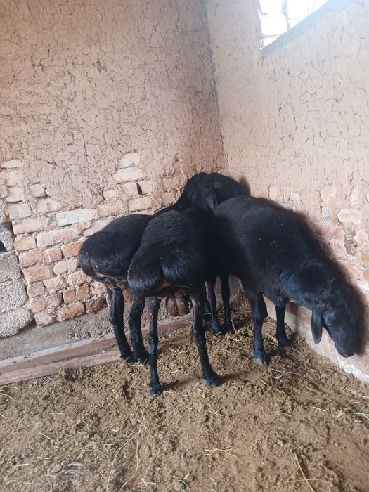 Qurbonlikka qoy soymoqchi boganla
